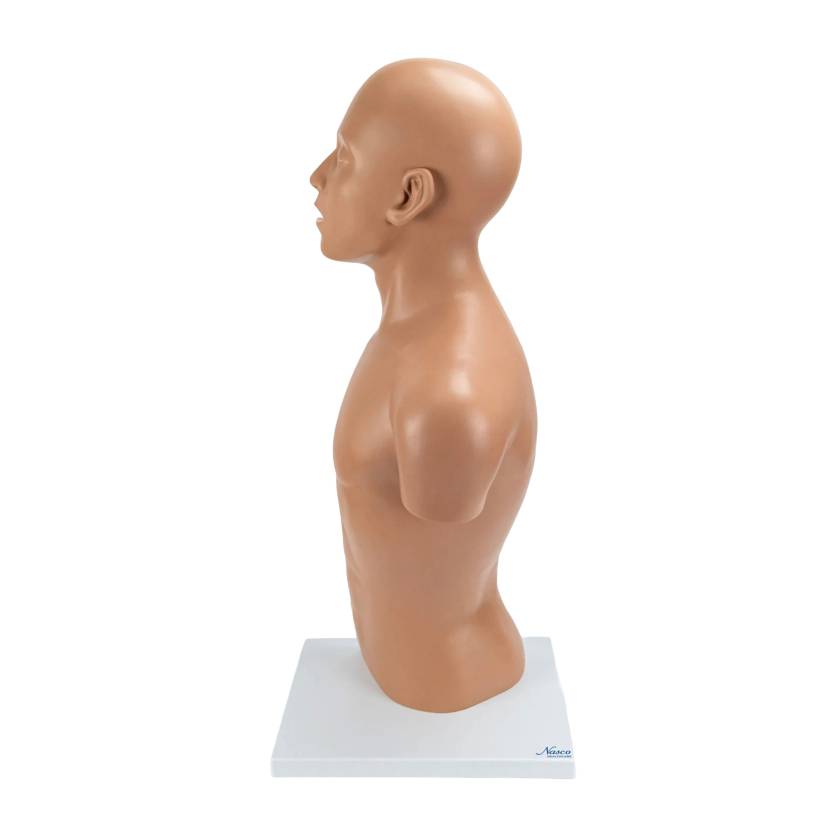 Nasco MG32013 Nasogastric Tube Torso Model