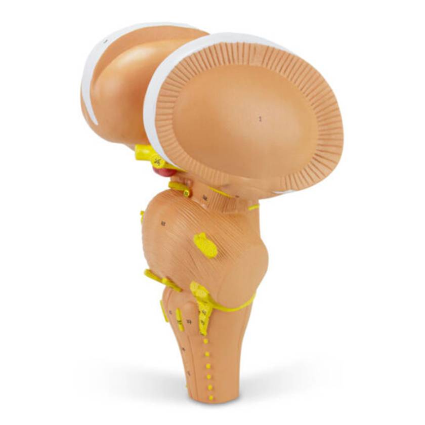 Nasco MG32072 Brain Stem Model, 3x Enlarged - Angle 1