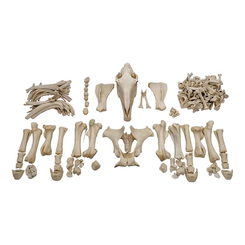 Nasco MG34406 Horse Skeleton Model, Unmounted - Angle 1