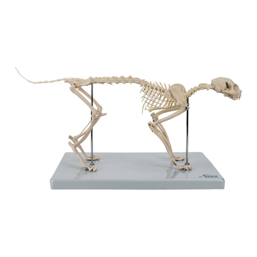 Nasco MG34922 Cat Skeleton Model - Angle 1