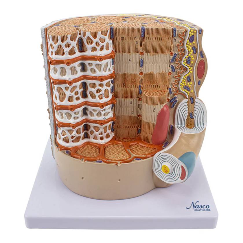 Nasco MG35050 Micro Anatomy of Muscle Fiber Model, 10,000x Enlarged - Front View