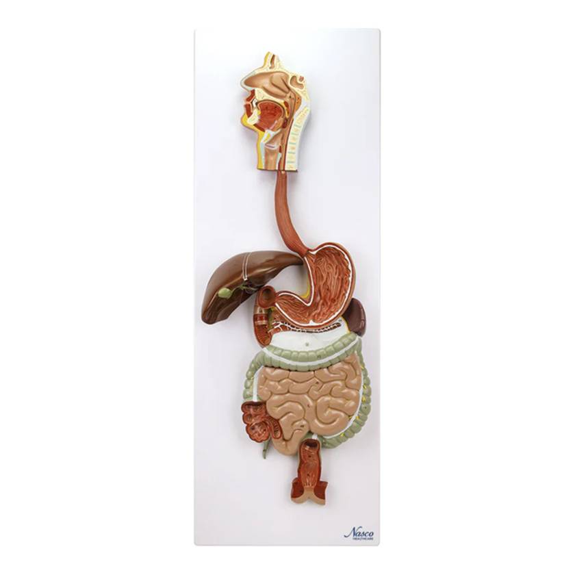 Nasco MG35391 Digestive System Model, 2 Parts - Front View