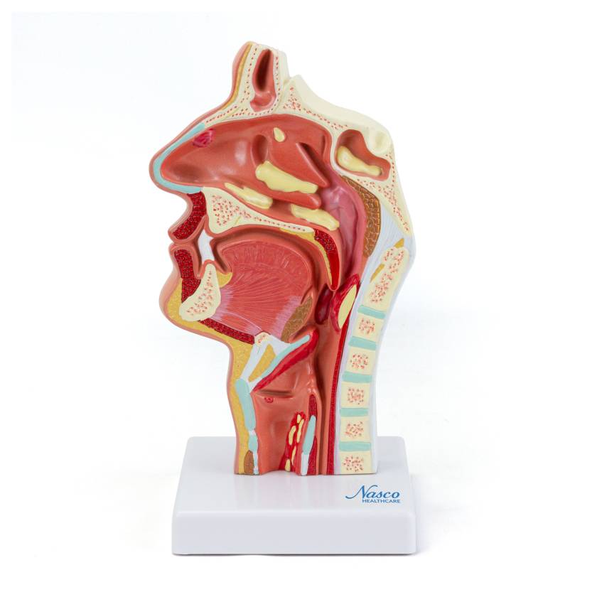 Nasco MG35531 Nasal and Oral Cross-Section Pathology Model, Front View