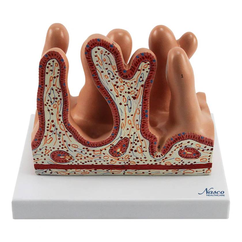 Nasco MG35533 Micro Anatomy Intestinal Villus Model, 400x Enlarged - Front View