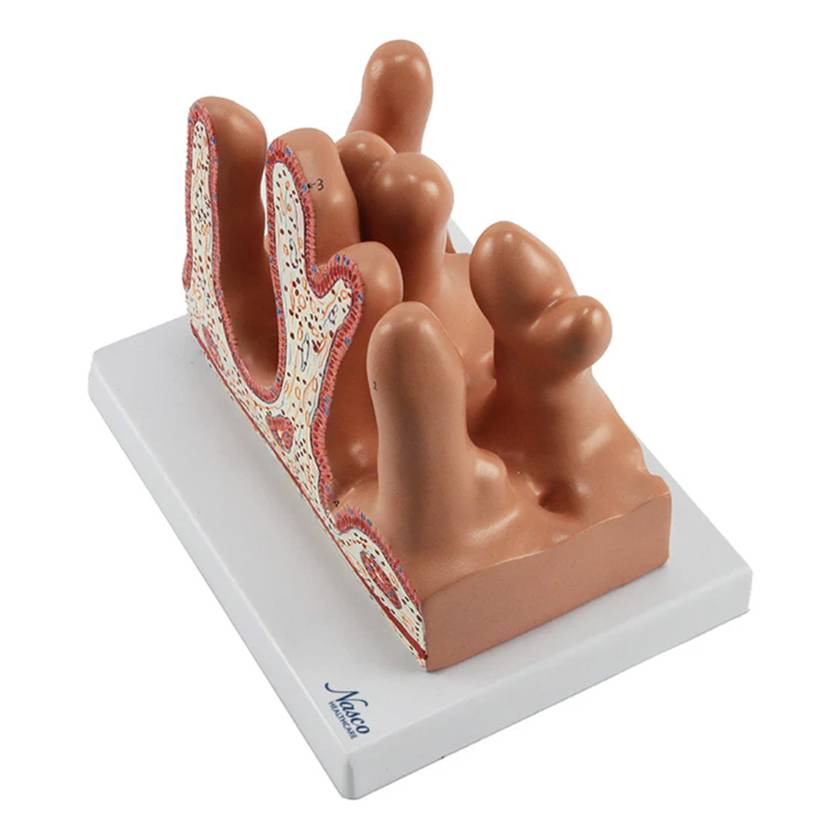 Nasco MG35533 Micro Anatomy Intestinal Villus Model 400x Enlarged