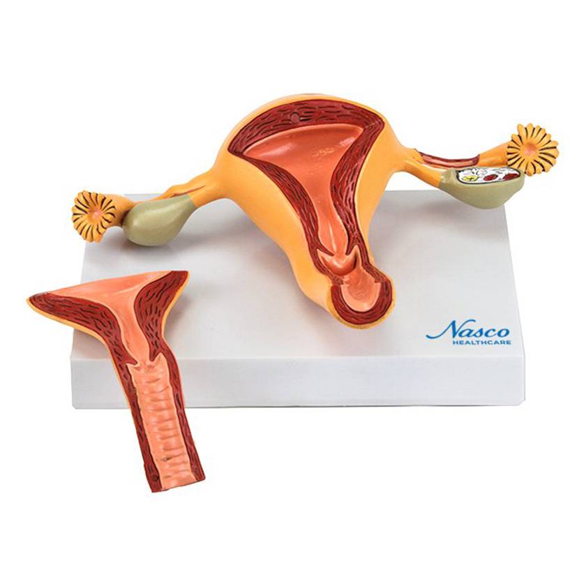Nasco MG36026 Uterus with Ovary Model, 2 Parts - Front View