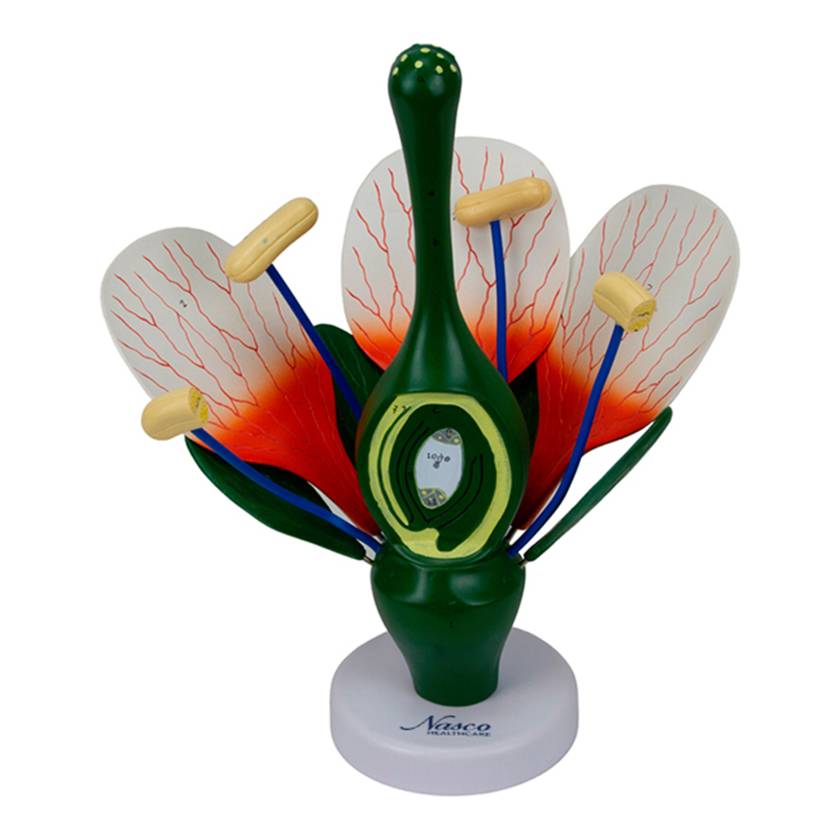 Nasco MG36118 Flower Dicotiledonea Model, Enlarged, 8 Parts - Angle 1