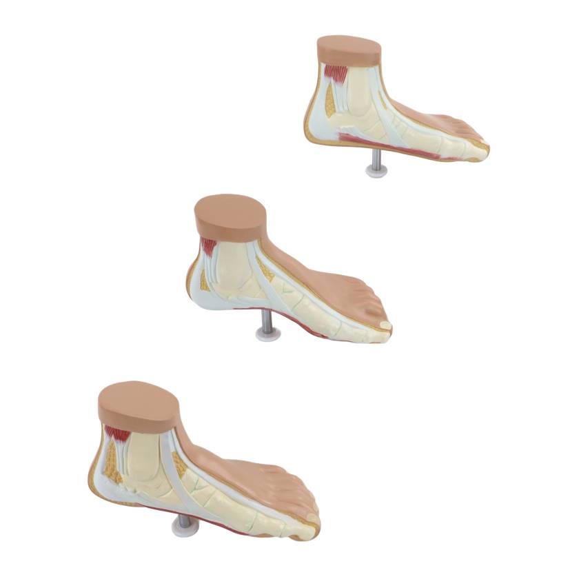 Nasco MG36149 Children's Foot Anatomy Model, Set of 3