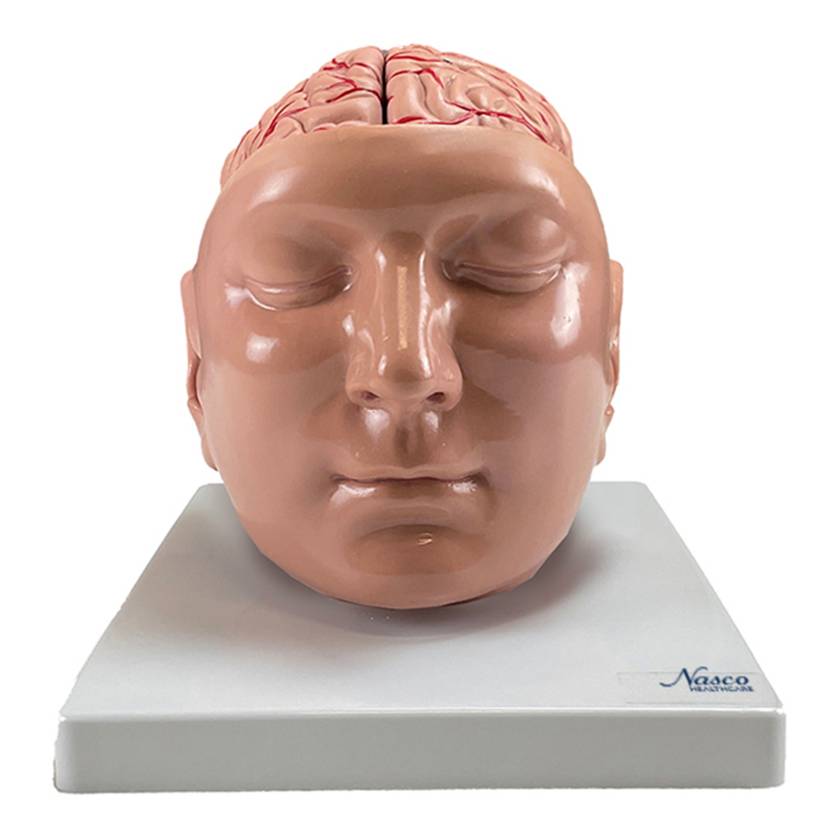 Nasco MG36150 Brain with Arteries Model, 9 Parts - Angle 1