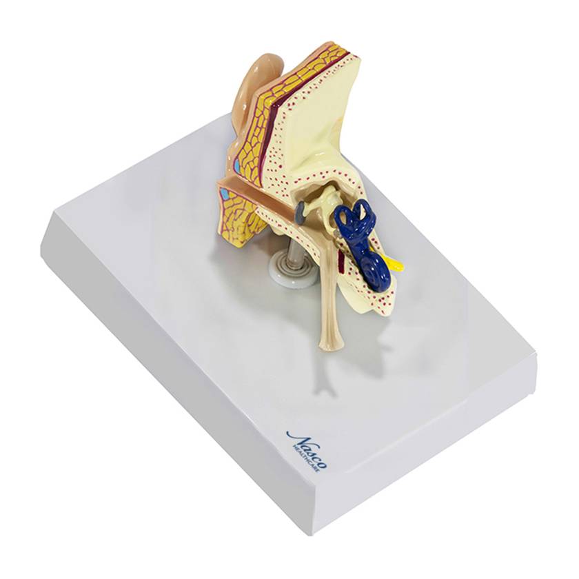 Nasco MG36905 Ear Model, Left Top Angle View