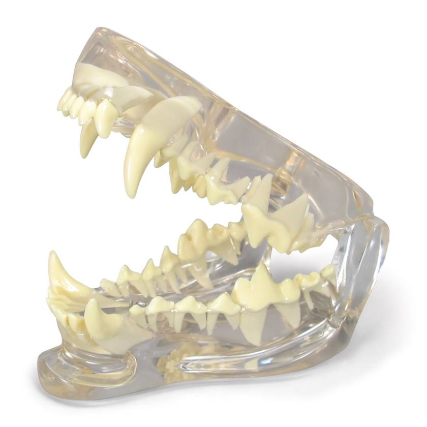 Nasco MG36906 Healthy Canine Jaw Model
