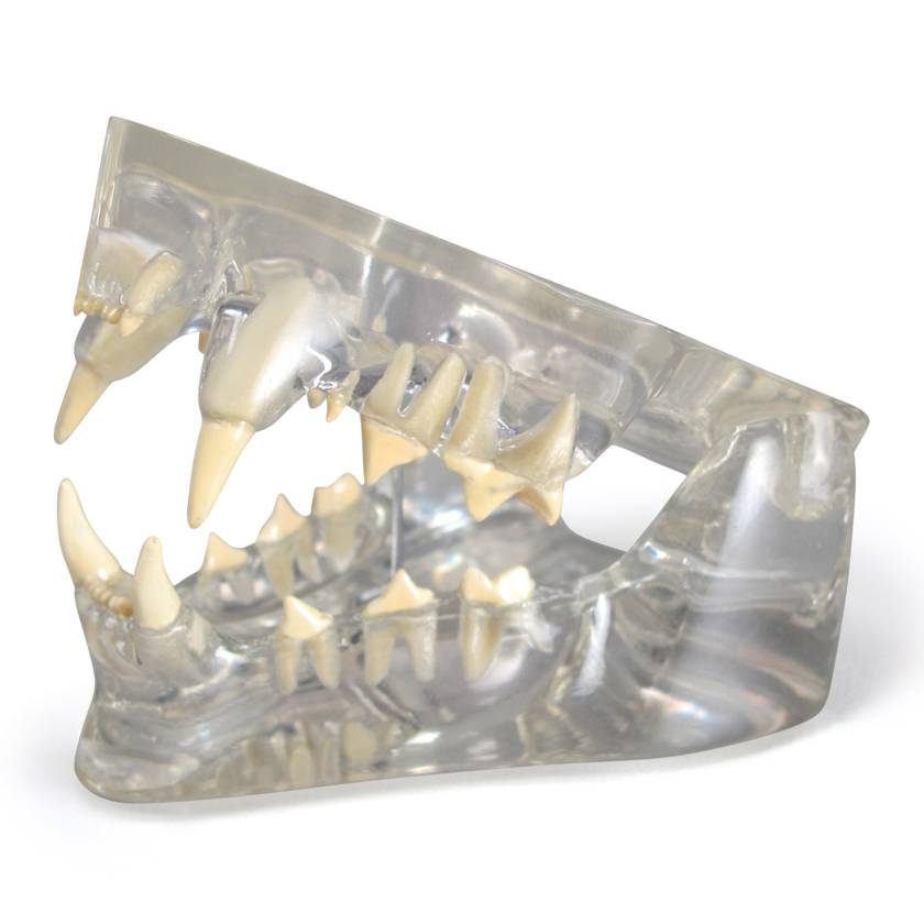 Nasco MG36907 Healthy Feline Jaw Model