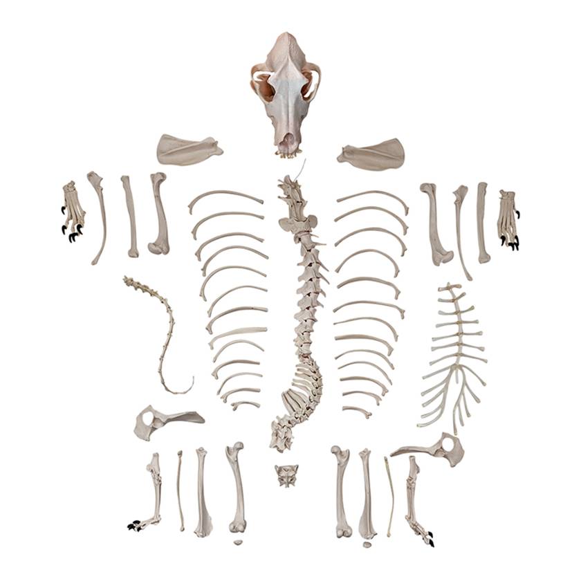 Nasco MG36996 Dog Skeleton Model, Unmounted - Angle 1