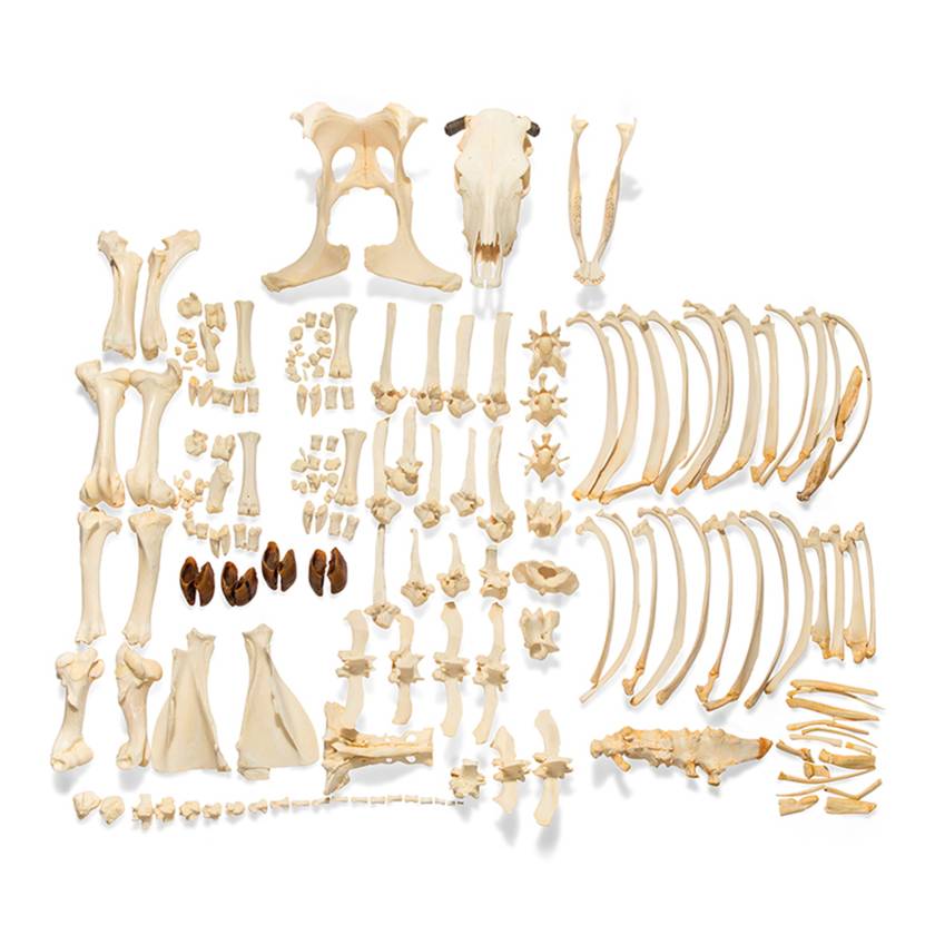 Nasco MG37010 Bovine Skeleton Model, Unmounted