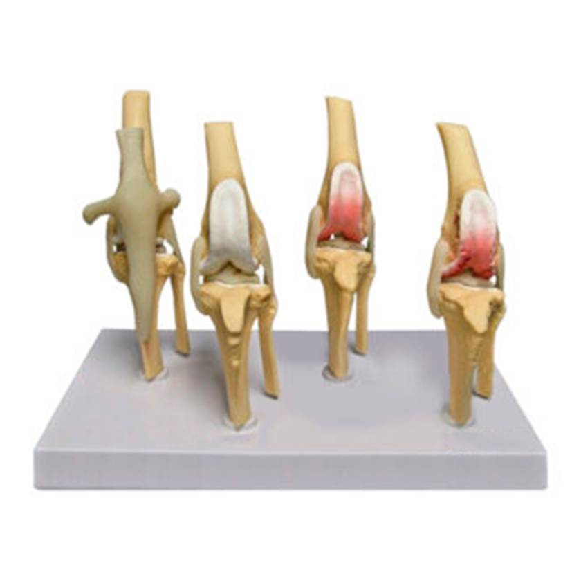 Nasco MG38400 Canine Osteoarthritis Knee Model - Angle 1
