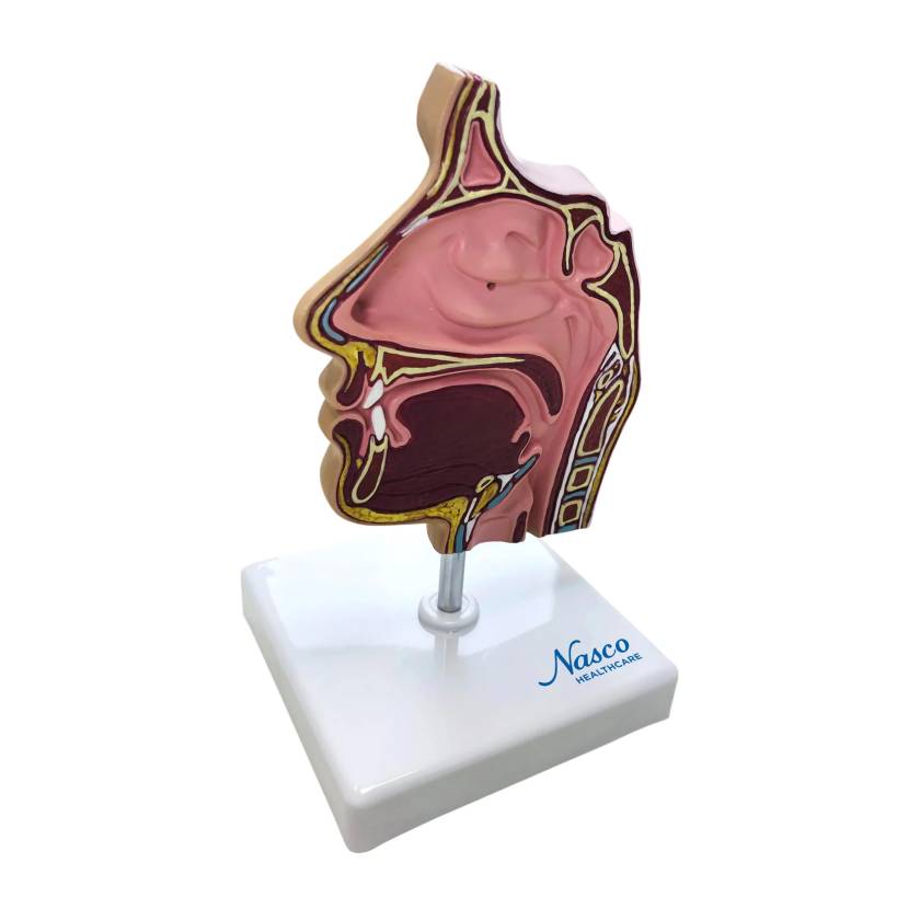 Nasco MG38417 Nasal Sinus Cross-Section Model