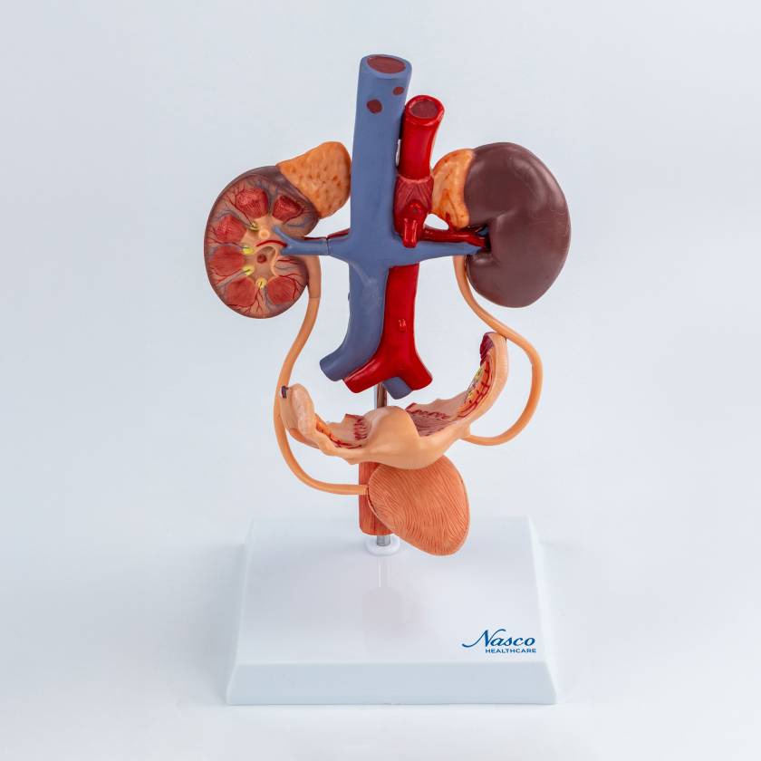 Nasco MG40888 Female Urinary System Model - Front View
