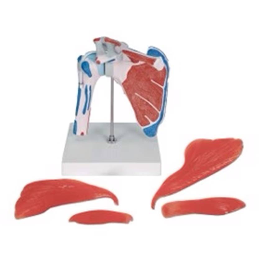 Nasco MG42797 Human Shoulder Joint With Rotator Cuff, 5 Parts - Disassembled
