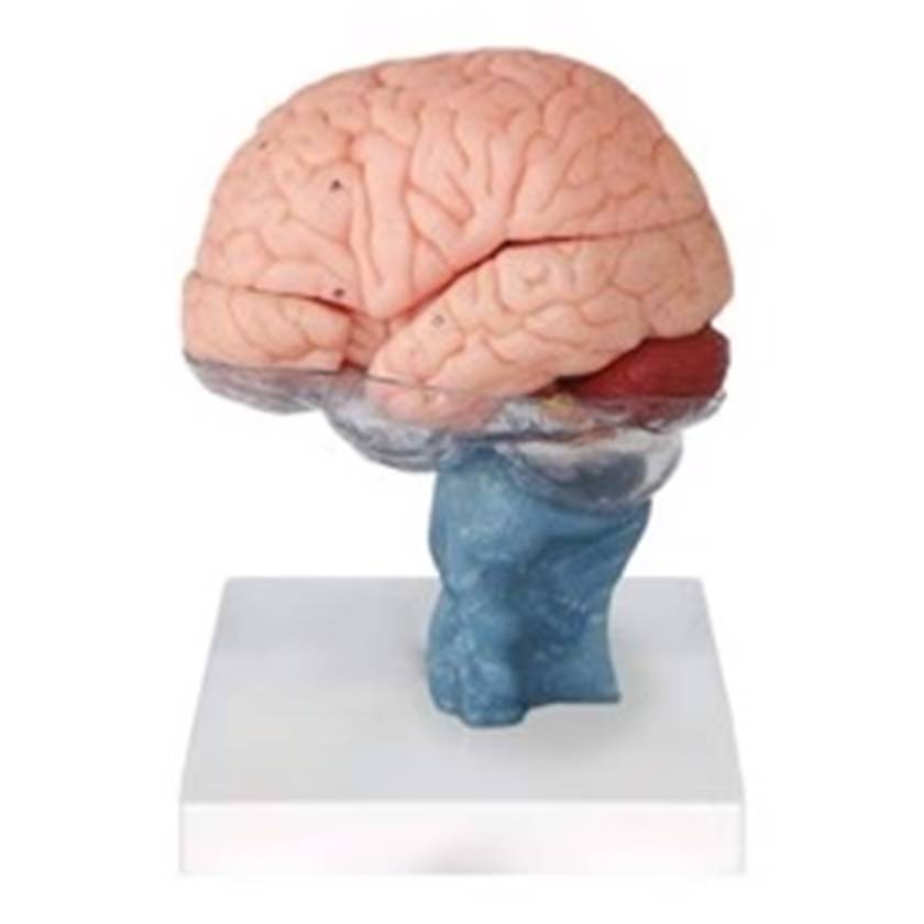 Nasco MG42799 Human Brain with Cervical Spine, 15 Parts