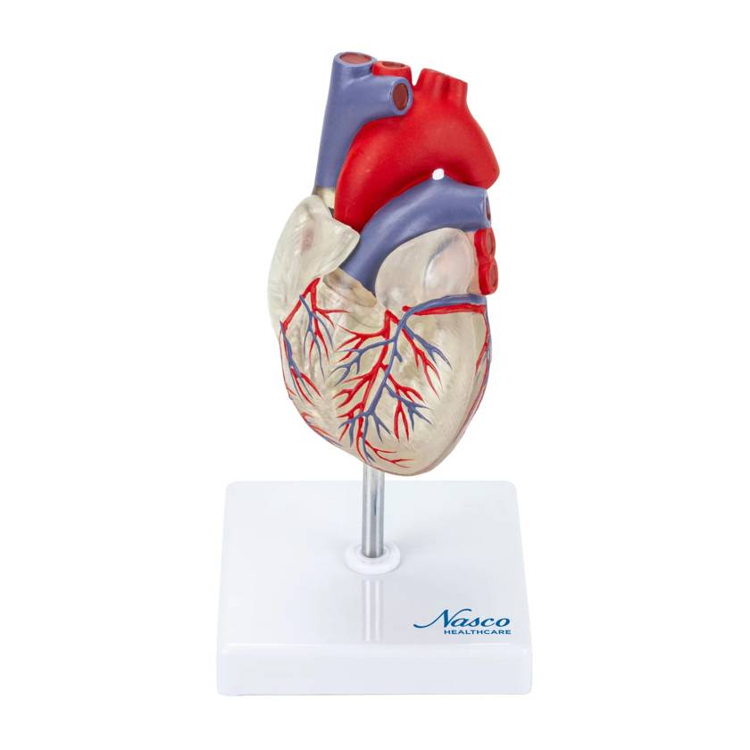 Nasco MG7330 Transparent Heart with Conductive System Model