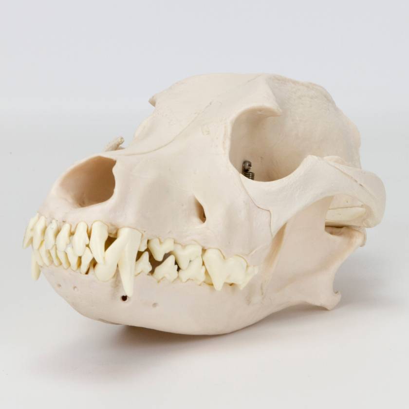 Nasco MG7388 Dog Skull Model - Angle 1