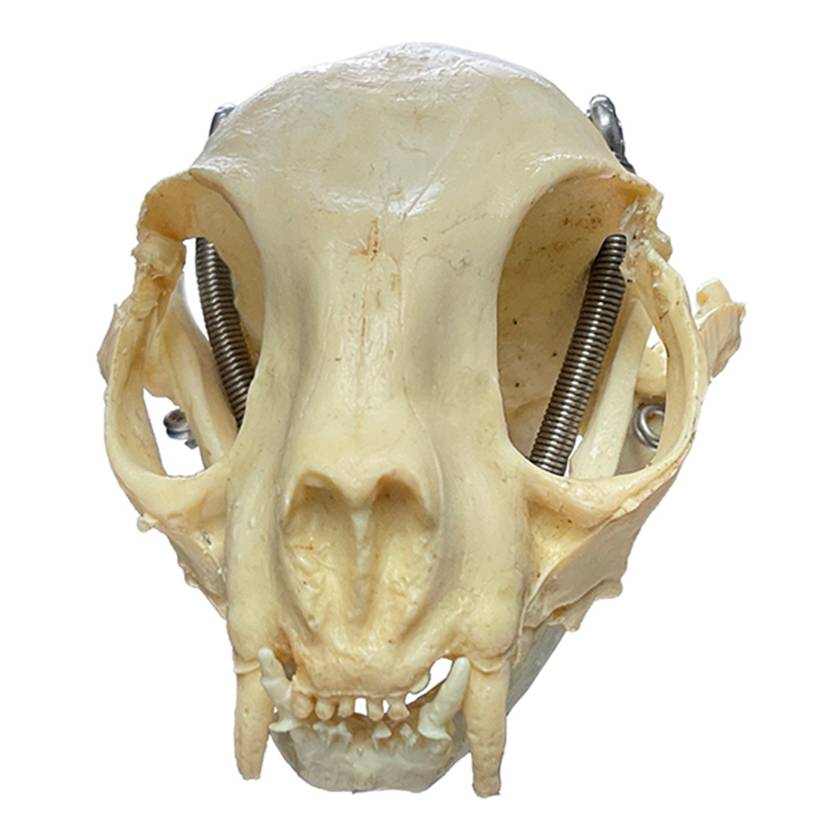 Nasco MG7391 Cat Skull Model - Angle 1