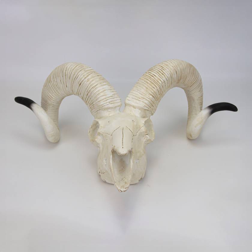 Nasco MG7393 Domestic Sheep Skull Model - Angle 1
