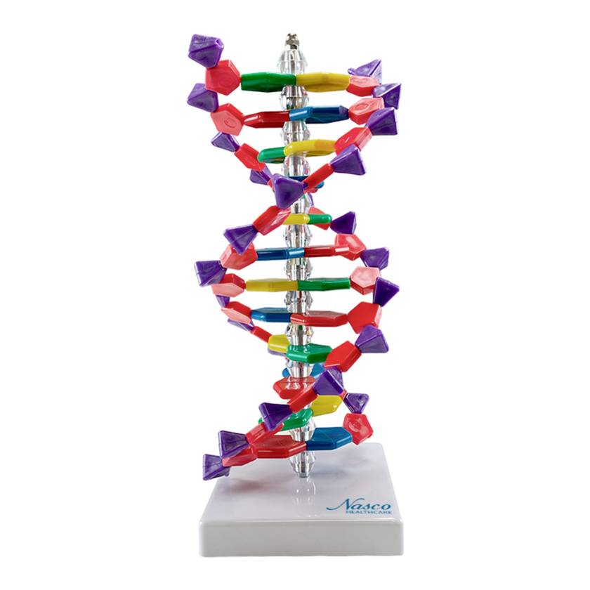 Nasco MG7968 DNA Double Helix Model, 12 Layers, Enlarged - Angle 1