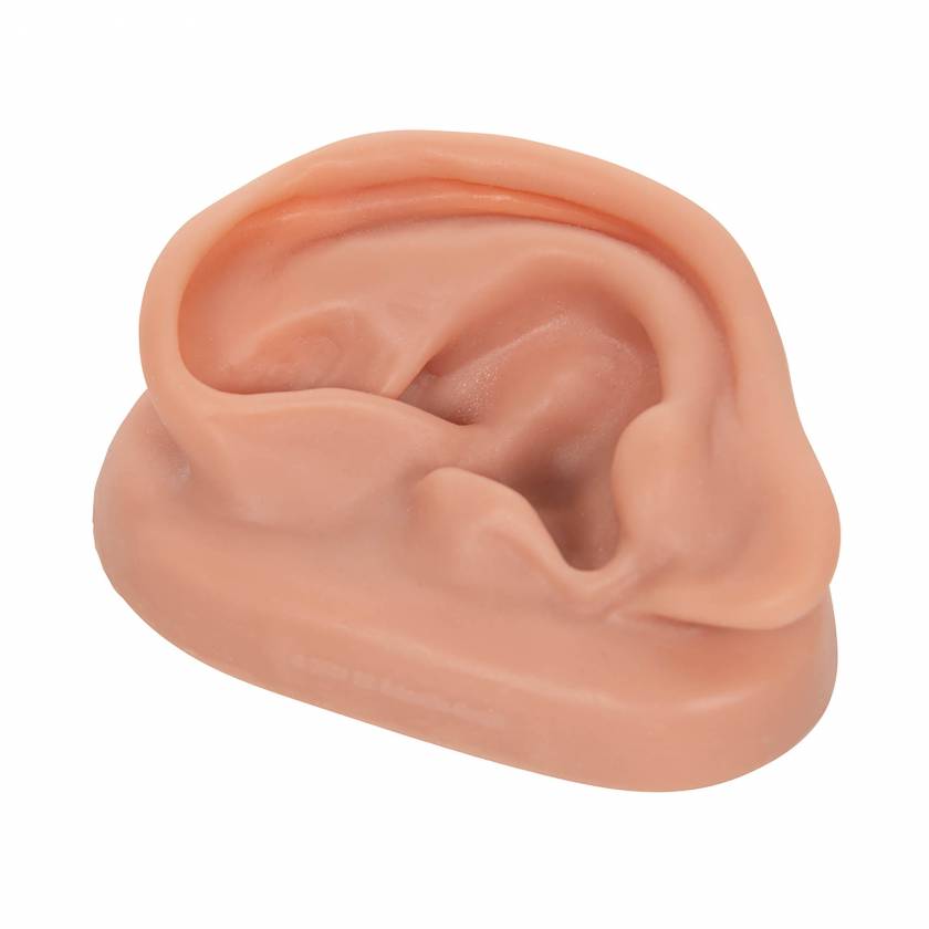 Acupuncture Ear (Left) Model N15/1L