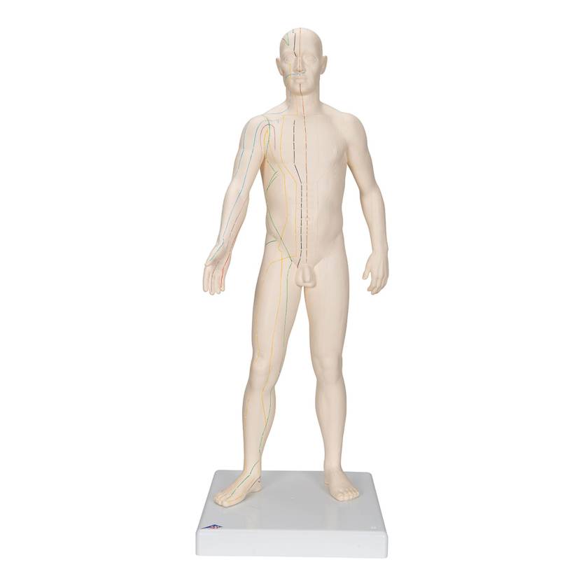 3B Scientific N30 Acupuncture Model - Male