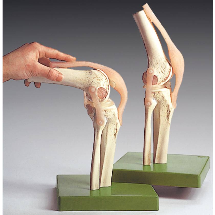 Functional Model of the Knee Joint