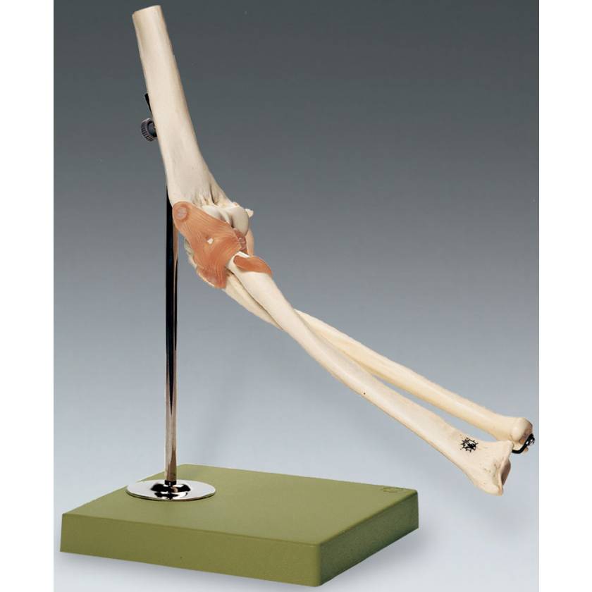 Functional Model of the Elbow Joint