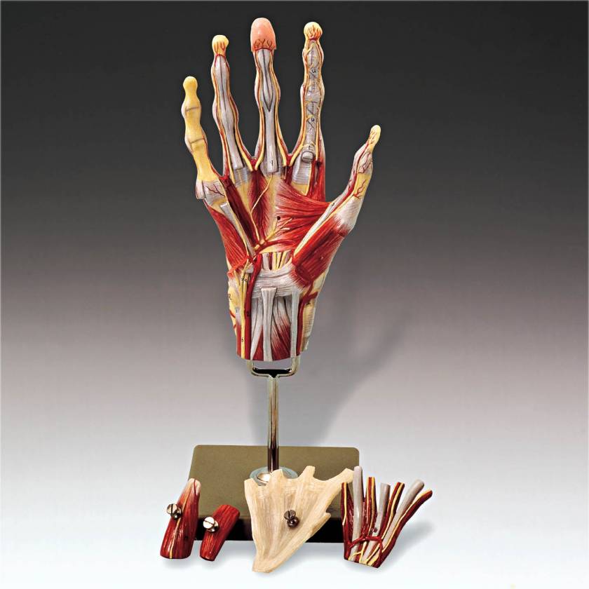 NS13 Muscles of the Hand Model