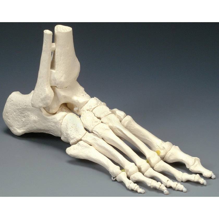 Elastic Foot Model