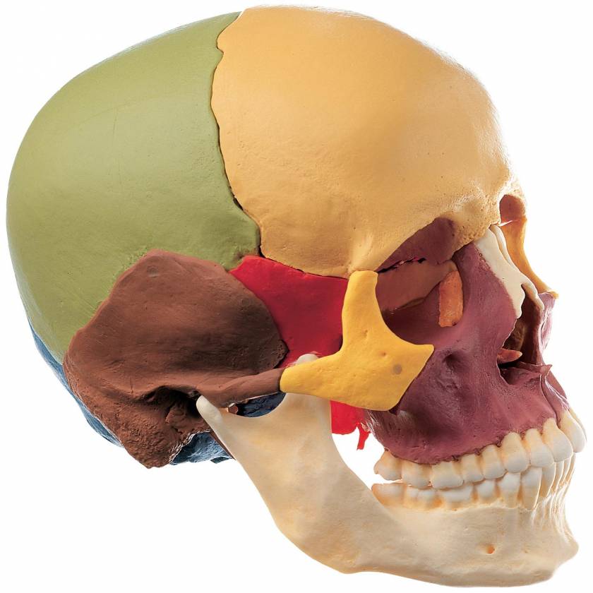 Disarticulated Colored Skull