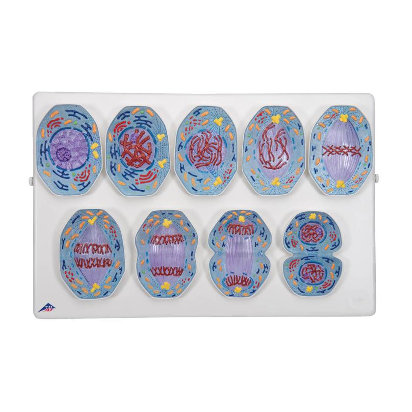 3B Scientific R01-1 Mitosis Model