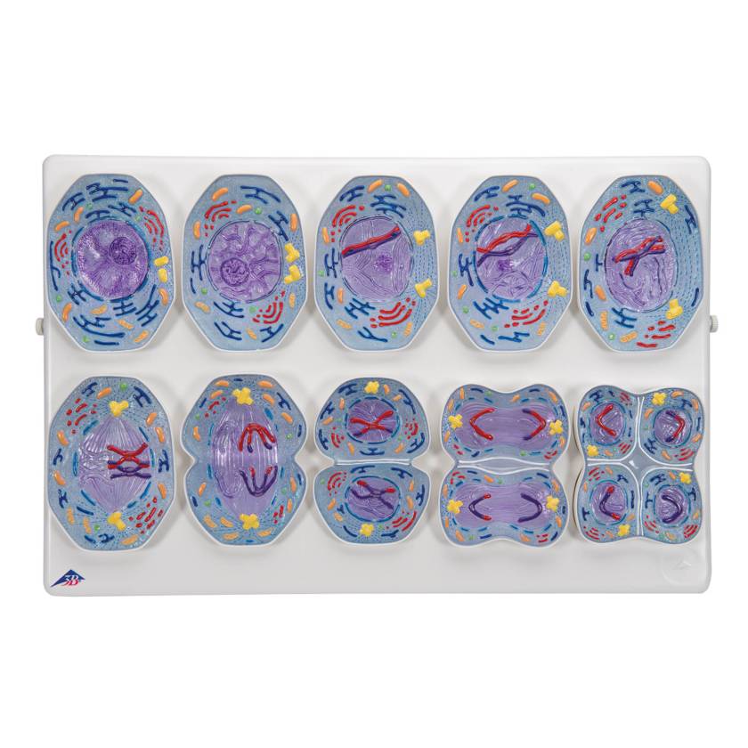 3B Scientific R02/1 Meiosis Model