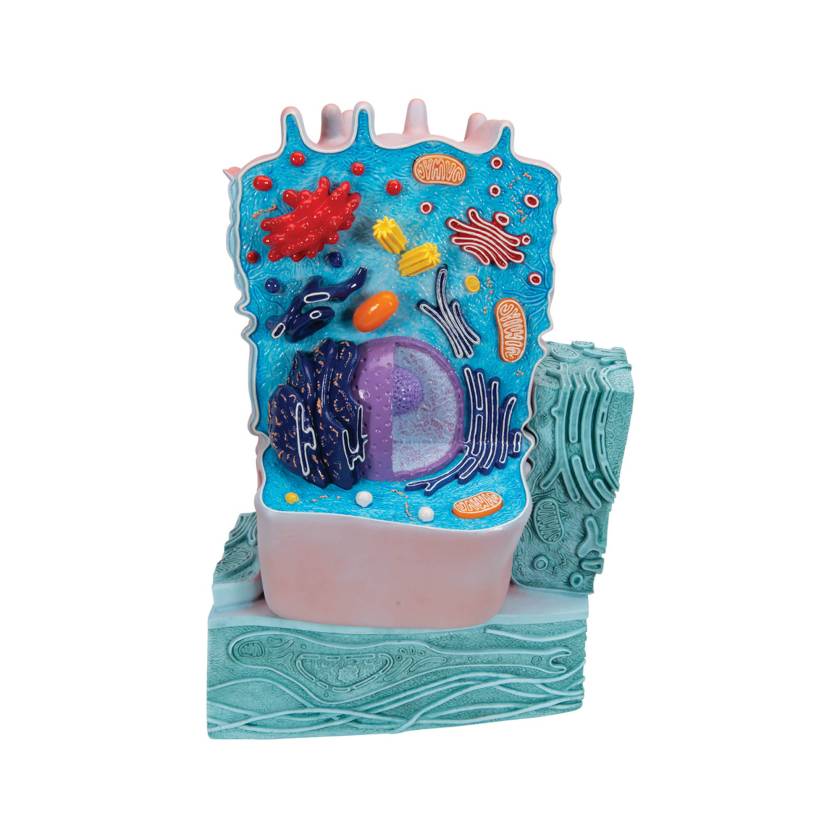 3B Scientific R04 Animal Cell Model