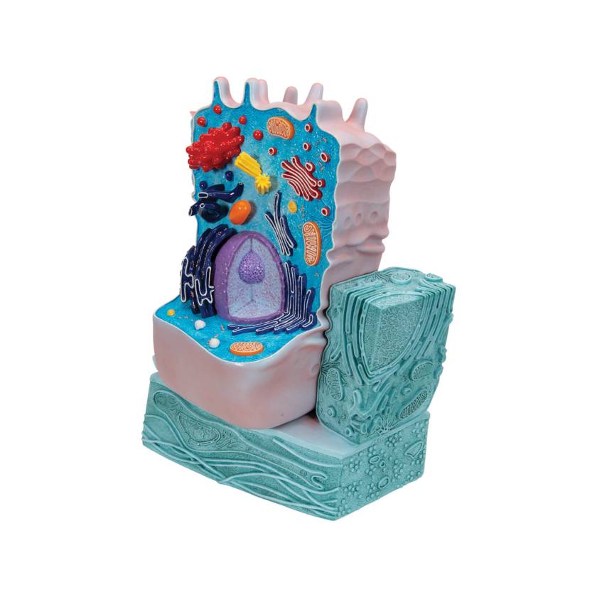 3B Scientific R04 The Animal Cell Model