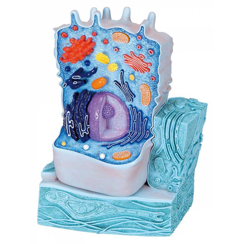 Animal Cell Model