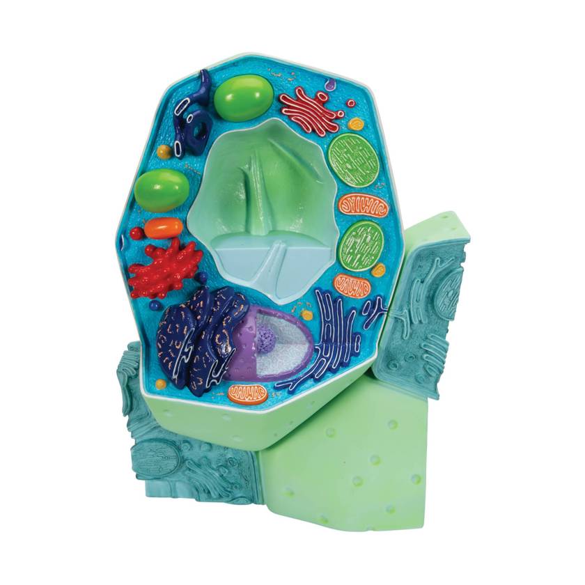 3B Scientific R05 Plant Cell Model - Magnified 500K to 100M Times