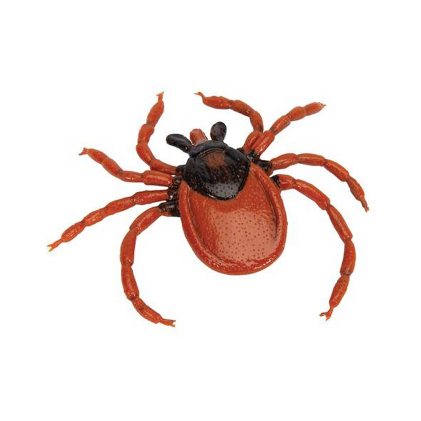 3B Scientific R50 Castor-Bean Tick Model (Ixodes Ricinus)