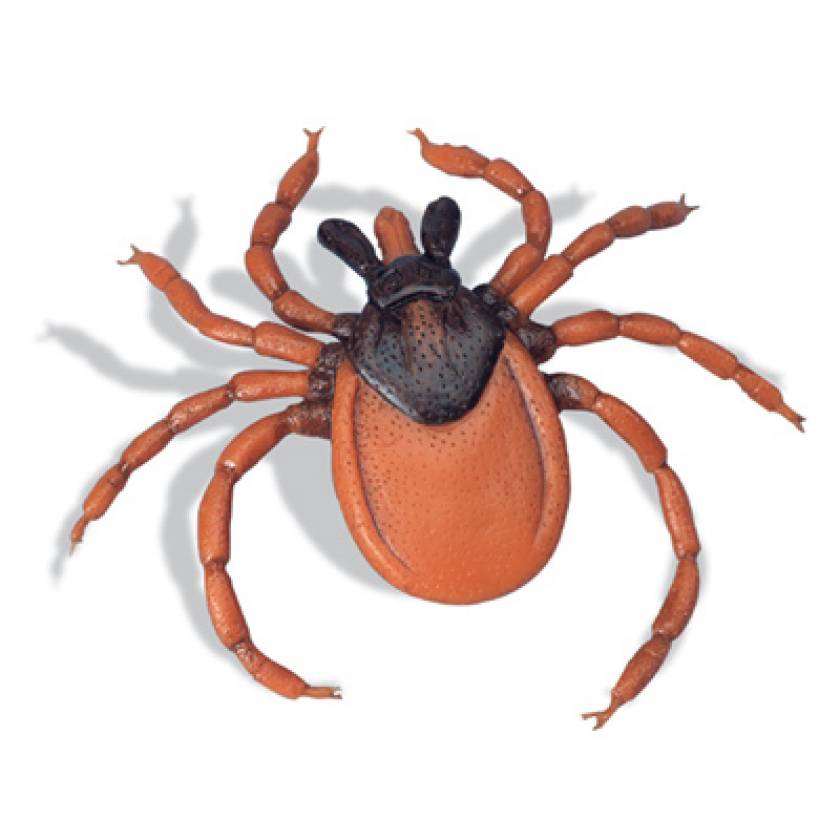 Castor-Bean Tick Model (Ixodes Ricinus)