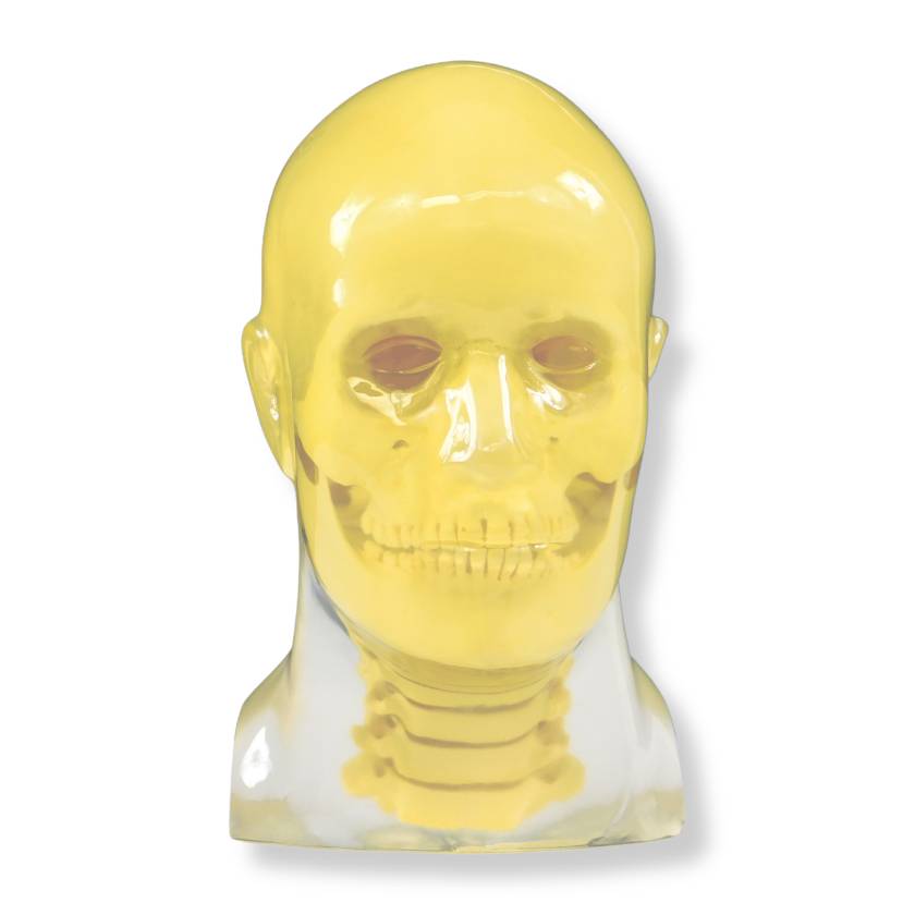 RSD RS-108TCB Head Phantom with Cadaver Bones, Transparent - With Cervical Spine
