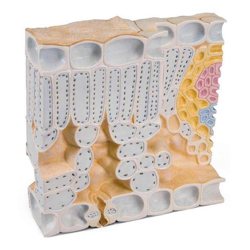3B Scientific T21001 Block Model of Leaf Structure