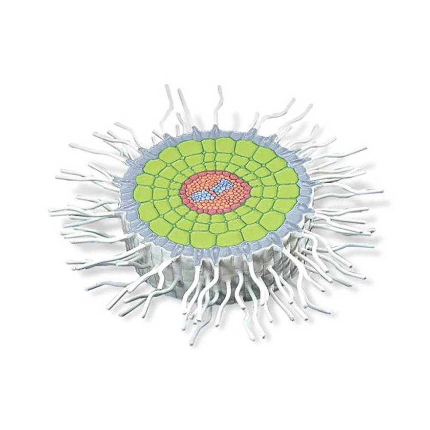 3B Scientific T21002 Absorption Zone of the Root Model