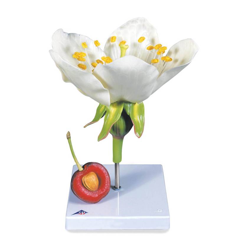 3B Scientific T210191 Cherry Blossom with Fruit (Prunus Avium) Model