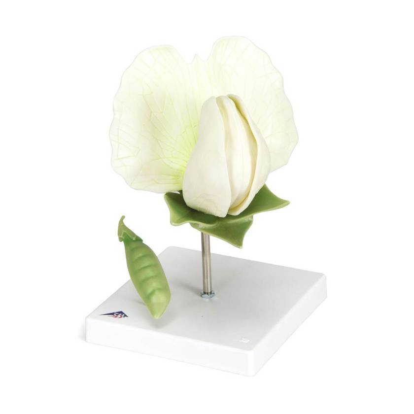 3B Scientific T21026 Pea Blossom (Pisum Sativum) Model - 12-Part