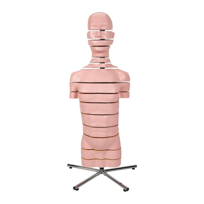 3B Scientific VA20 MRI Torso 15 Transverse Sections - 3B Smart Anatomy