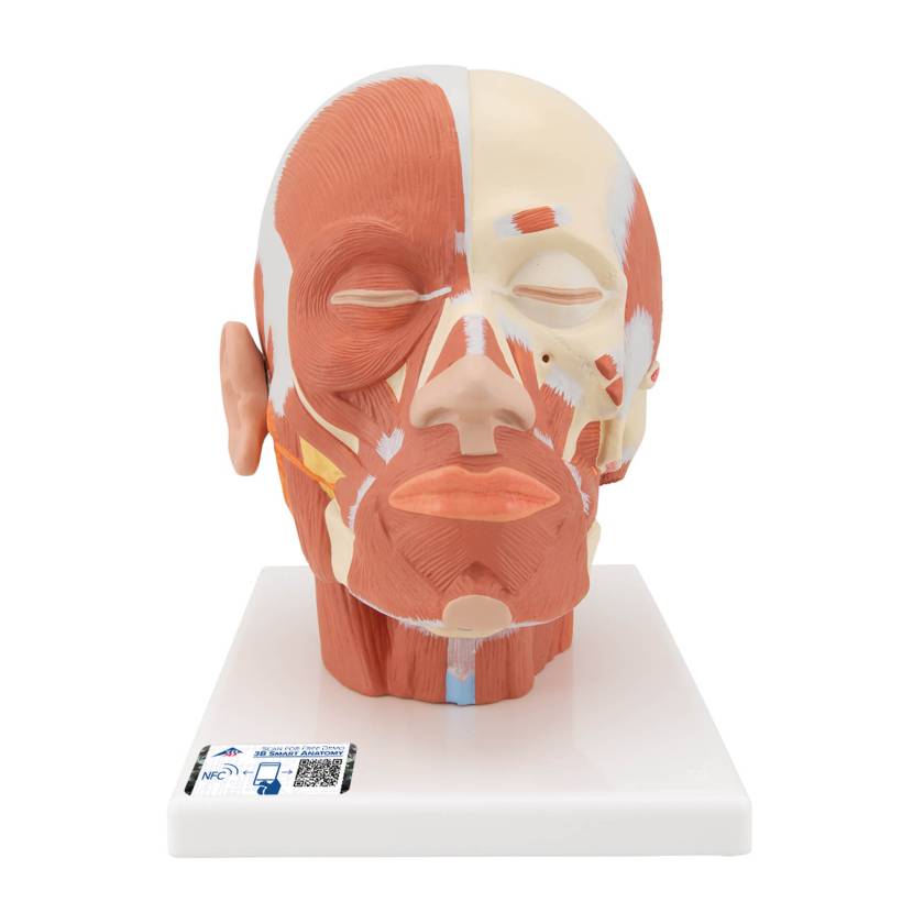 3B Scientific VB127 Head and Neck Musculature Model - 3B Smart Anatomy
